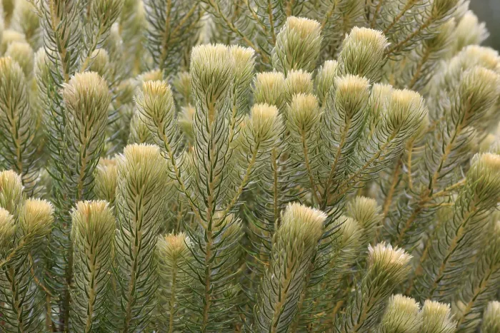 Gerahmter Druck : Phylica (Phylica pubescens), Blüte. Gerahmter Druck : Phylica (Phylica pubescens), Blüte.