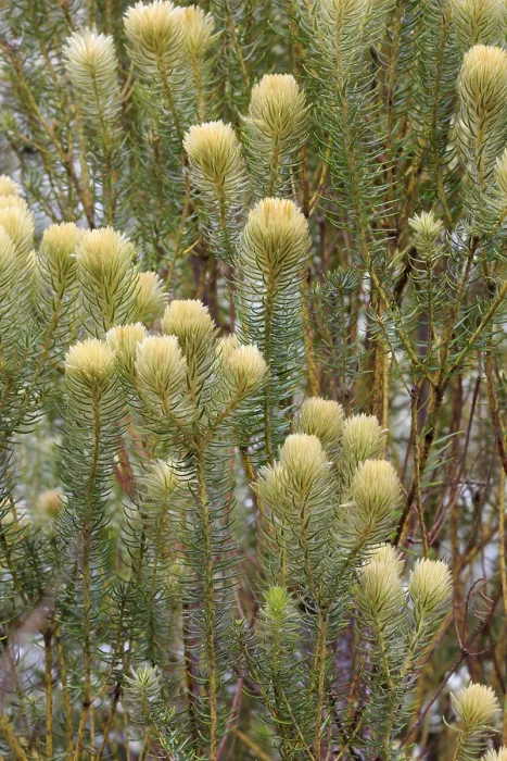 Gerahmter Druck : Phylica (Phylica pubescens), Blüte. Gerahmter Druck : Phylica (Phylica pubescens), Blüte.