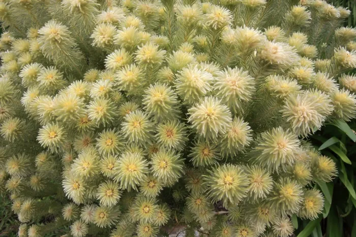 Gerahmter Druck : Phylica (Phylica pubescens), Blüte. Gerahmter Druck : Phylica (Phylica pubescens), Blüte.