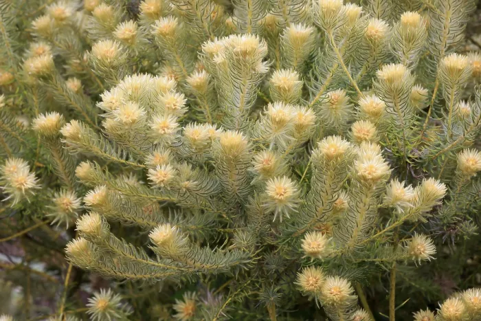 Gerahmter Druck : Phylica (Phylica pubescens), Blüte. Gerahmter Druck : Phylica (Phylica pubescens), Blüte.