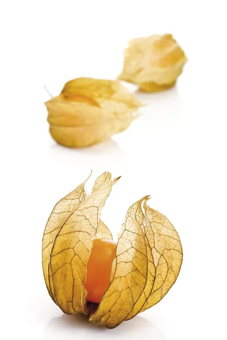 Gerahmter Druck : Physalis Gerahmter Druck : Physalis