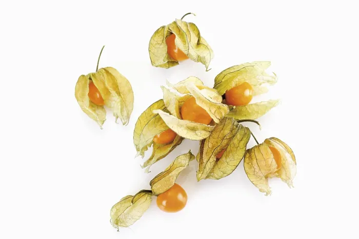 Gerahmter Druck : Physalis Gerahmter Druck : Physalis