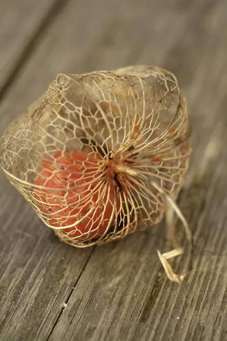 Gerahmter Druck : Physalis alkekengi