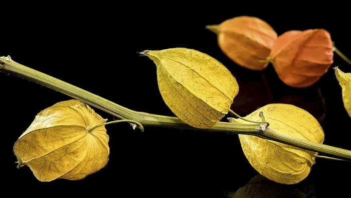 Gerahmter Druck : Physalis auf schwarzem Hintergrund Gerahmter Druck : Physalis auf schwarzem Hintergrund