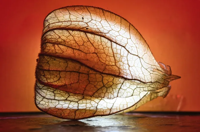 Gerahmter Druck : Physalis, auf schwarzem Hintergrund. Gerahmter Druck : Physalis, auf schwarzem Hintergrund.