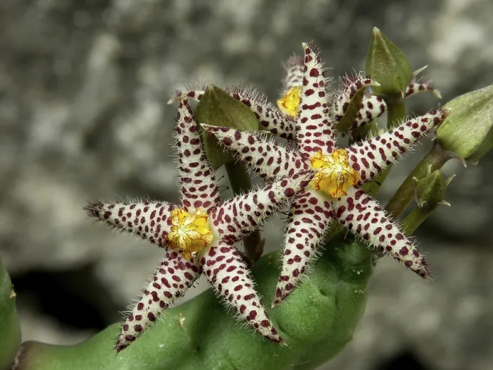 Gerahmter Druck : Piaranthus comptus Gerahmter Druck : Piaranthus comptus