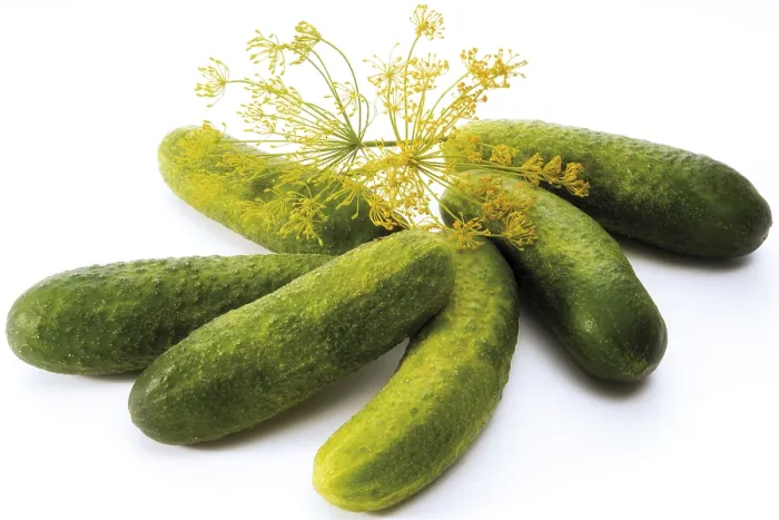Gerahmter Druck : Dillensauce mit Dillblüten Gerahmter Druck : Dillensauce mit Dillblüten