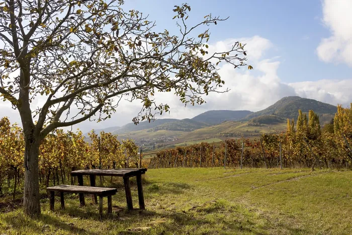 Gerahmter Druck : Picknickplatz unter einem Walnussbaum in Siebeldingen, Südliche Weinstrasse, Südpfalz, Pfalz, Rheinland-Pfalz, Deutschland Gerahmter Druck : Picknickplatz unter einem Walnussbaum in Siebeldingen, Südliche Weinstrasse, Südpfalz, Pfalz, Rheinland-Pfalz, Deutschland