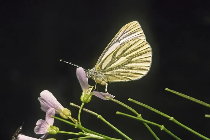 Gerahmter Druck : Pieris napi, Rapsweiß Gerahmter Druck : Pieris napi, Rapsweiß