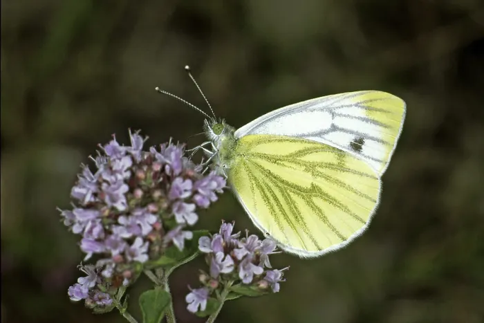 Gerahmter Druck : Pieris napi auf Raps Gerahmter Druck : Pieris napi auf Raps