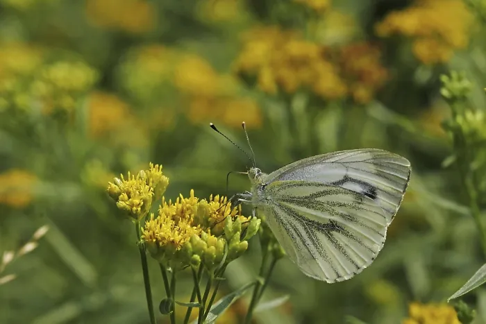 Gerahmter Druck : Pieris napi auf Raps Gerahmter Druck : Pieris napi auf Raps