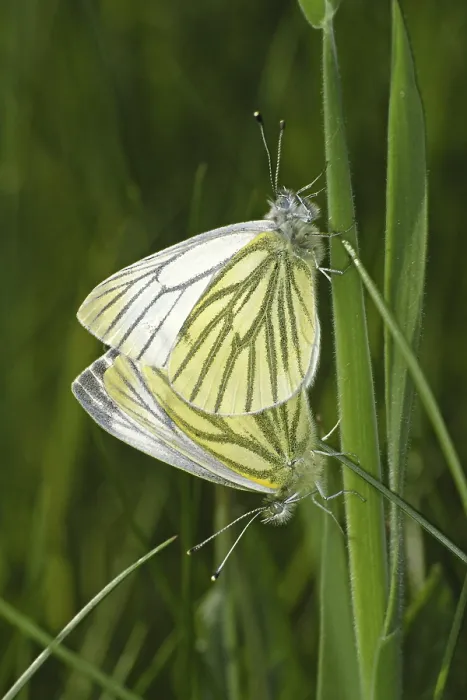 Gerahmter Druck : Pieris napi, Weißer Raps Gerahmter Druck : Pieris napi, Weißer Raps