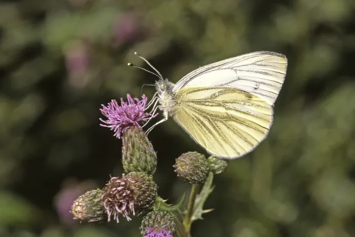 Gerahmter Druck : Pieris napi, Weißer Raps Gerahmter Druck : Pieris napi, Weißer Raps