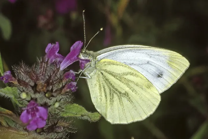 Gerahmter Druck : Pieris napi, Weißer Raps Gerahmter Druck : Pieris napi, Weißer Raps
