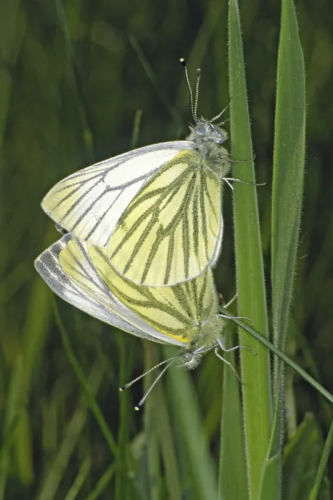 Gerahmter Druck : Pieris napi, Weißer Raps Gerahmter Druck : Pieris napi, Weißer Raps