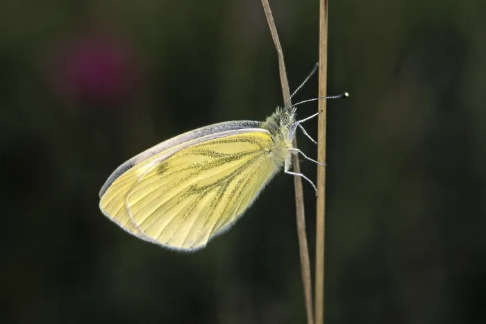 Gerahmter Druck : Pieris napi, Weißer Raps Gerahmter Druck : Pieris napi, Weißer Raps