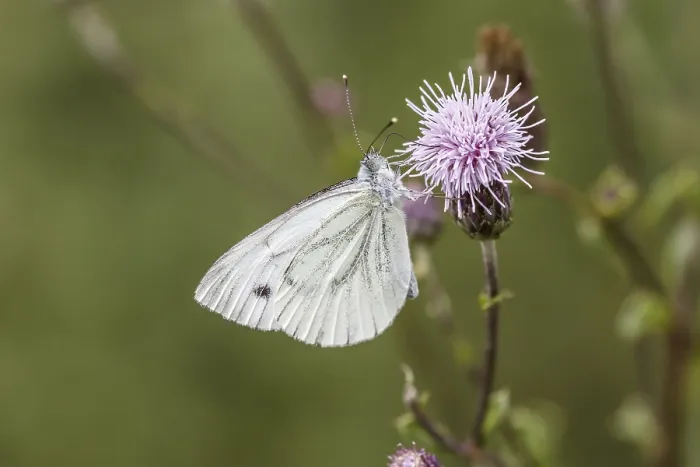 Gerahmter Druck : Pieris napi, Rapswespen