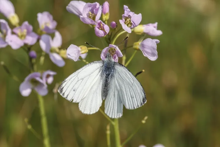Gerahmter Druck : Pieris napi, Rapswespen Gerahmter Druck : Pieris napi, Rapswespen