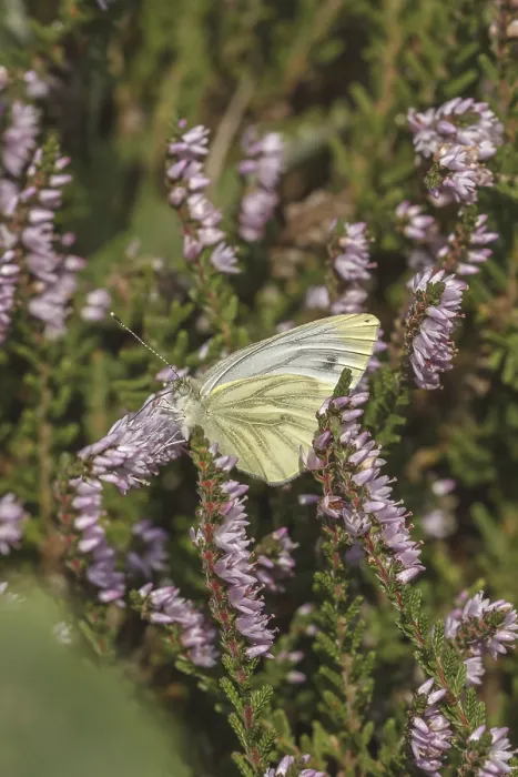 Gerahmter Druck : Pieris napi, Rapswespen Gerahmter Druck : Pieris napi, Rapswespen