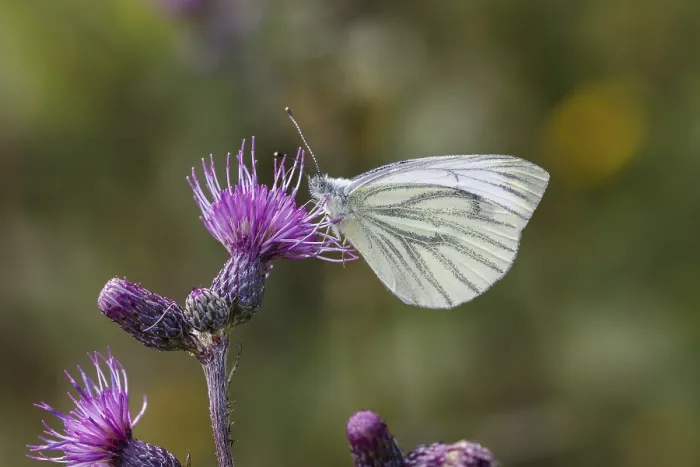 Gerahmter Druck : Pieris napi, Rapswürger. Gerahmter Druck : Pieris napi, Rapswürger.