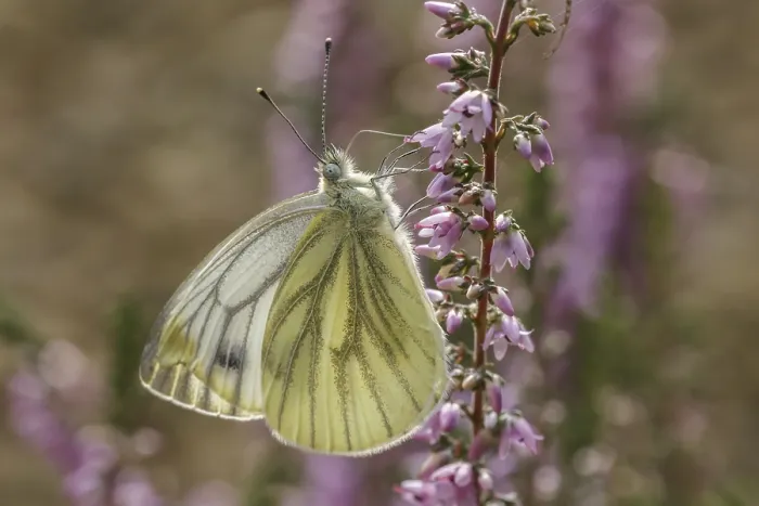 Gerahmter Druck : Pieris napi, Rapswings Gerahmter Druck : Pieris napi, Rapswings