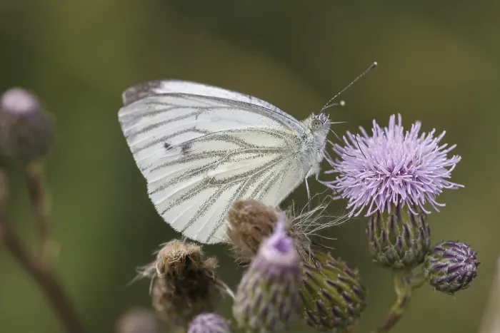 Gerahmter Druck : Pieris napi, Rapswürger. Gerahmter Druck : Pieris napi, Rapswürger.