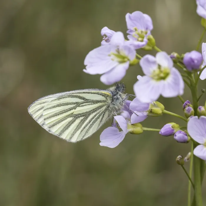Gerahmter Druck : Pieris napi, Rapsschwingling Gerahmter Druck : Pieris napi, Rapsschwingling