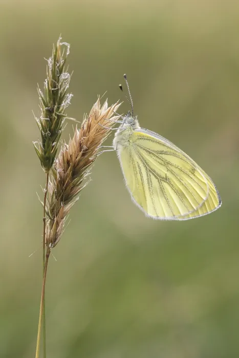 Gerahmter Druck : Pieris napi, Rapswespe Gerahmter Druck : Pieris napi, Rapswespe