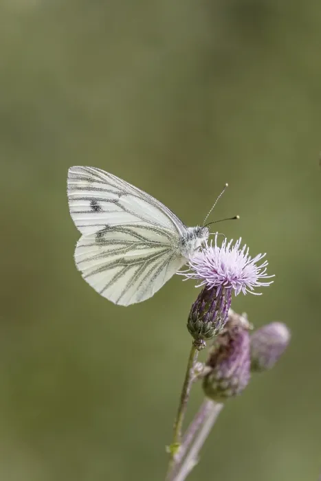 Gerahmter Druck : Pieris napi, Rapswespen Gerahmter Druck : Pieris napi, Rapswespen