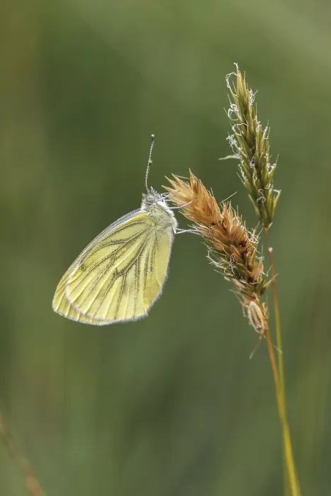 Gerahmter Druck : Pieris napi, Rapswespen Gerahmter Druck : Pieris napi, Rapswespen