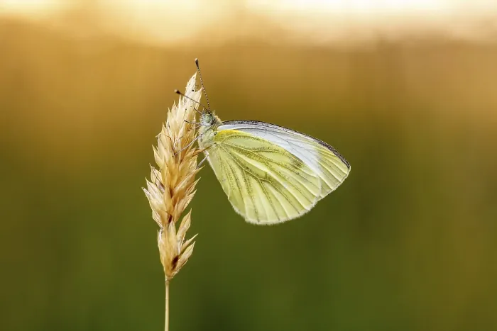 Gerahmter Druck : Pieris napi, Rapswespen Gerahmter Druck : Pieris napi, Rapswespen