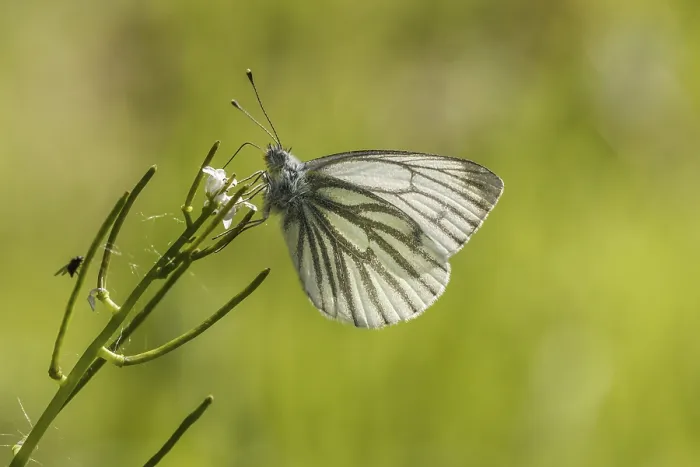 Gerahmter Druck : Pieris napi, Rapswespen. Gerahmter Druck : Pieris napi, Rapswespen.