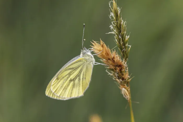 Gerahmter Druck : Pieris napi, Rapsschwingling Gerahmter Druck : Pieris napi, Rapsschwingling