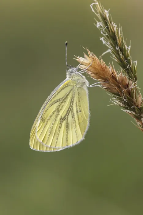 Gerahmter Druck : Pieris napi, Rapswings Gerahmter Druck : Pieris napi, Rapswings