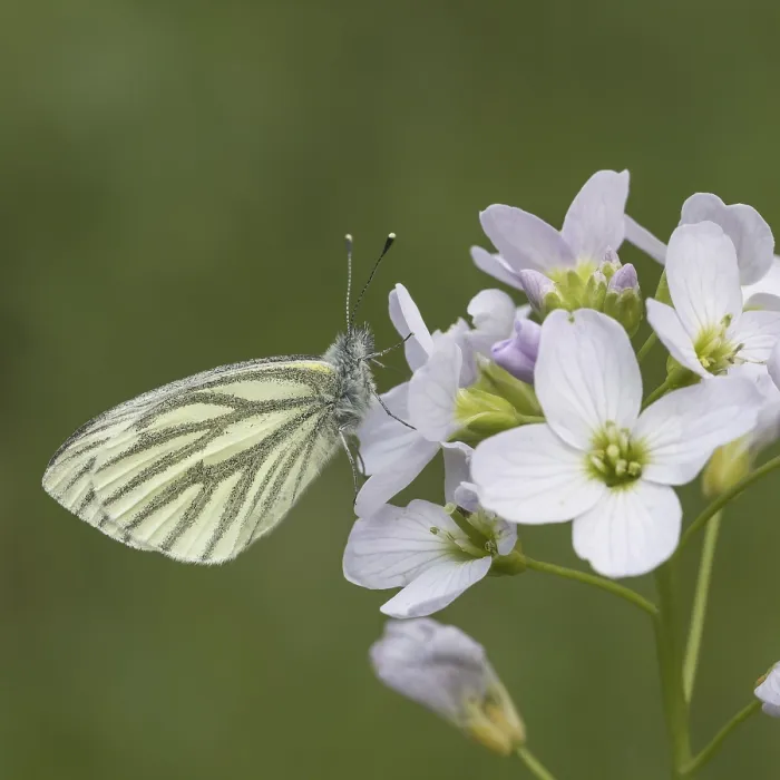 Gerahmter Druck : Pieris napi, Rapswespen Gerahmter Druck : Pieris napi, Rapswespen