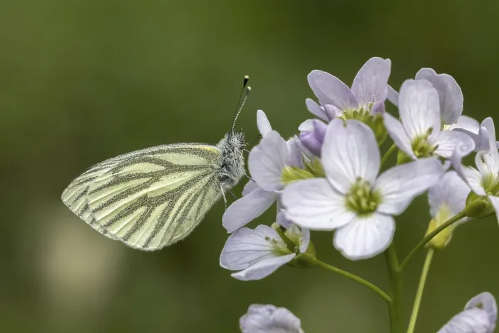 Gerahmter Druck : Pieris napi, Rapswespen Gerahmter Druck : Pieris napi, Rapswespen