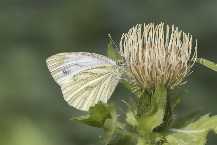 Gerahmter Druck : Pieris napi, Rapswespe. Gerahmter Druck : Pieris napi, Rapswespe.