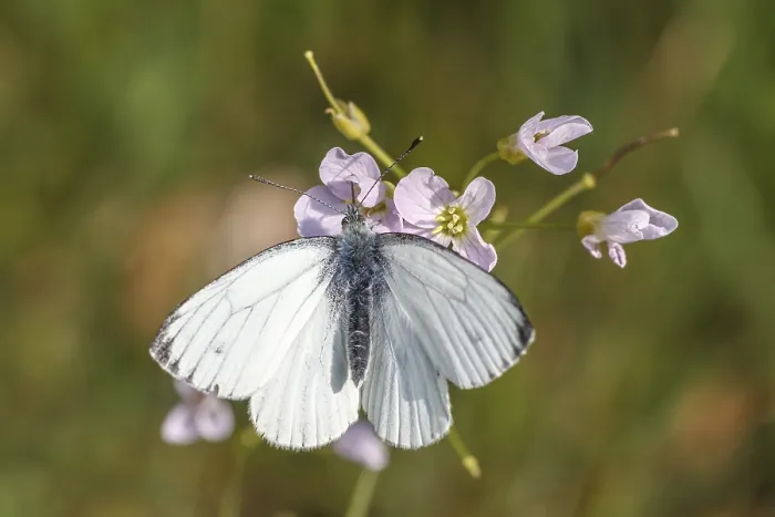 Gerahmter Druck : Pieris napi, Rapswespe Gerahmter Druck : Pieris napi, Rapswespe