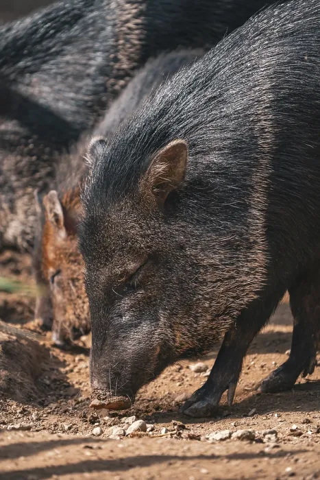 Gerahmter Druck : Schweine schnüffeln. Gerahmter Druck : Schweine schnüffeln.