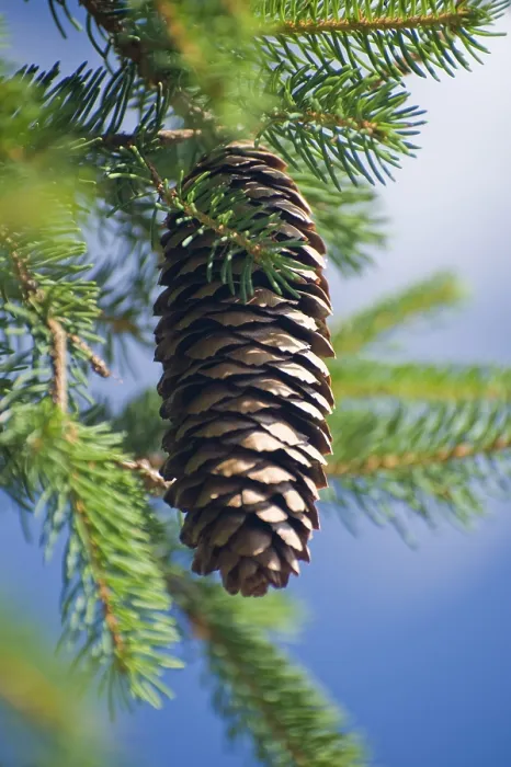 Gerahmter Druck : Kiefernzapfen auf einem Baum. Gerahmter Druck : Kiefernzapfen auf einem Baum.