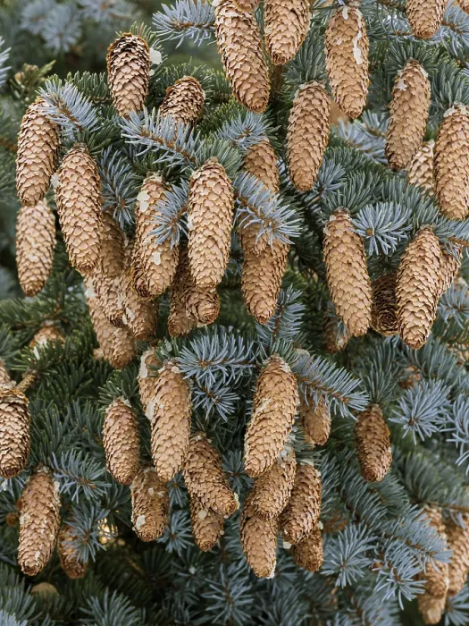 Gerahmter Druck : Kiefernzapfen auf Baum, Österreich. Gerahmter Druck : Kiefernzapfen auf Baum, Österreich.