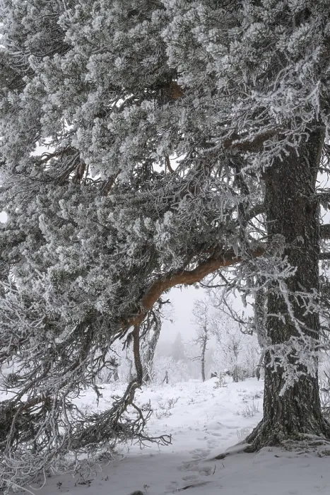Gerahmter Druck : Tannenbedeckte Tannen im Schnee. Gerahmter Druck : Tannenbedeckte Tannen im Schnee.