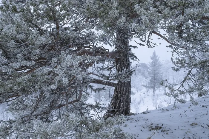 Gerahmter Druck : Tannenbedeckte Tannen in Schnee. Gerahmter Druck : Tannenbedeckte Tannen in Schnee.