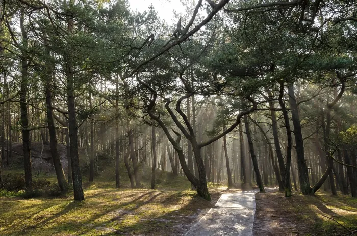 Gerahmter Druck : Kiefernwald Gerahmter Druck : Kiefernwald
