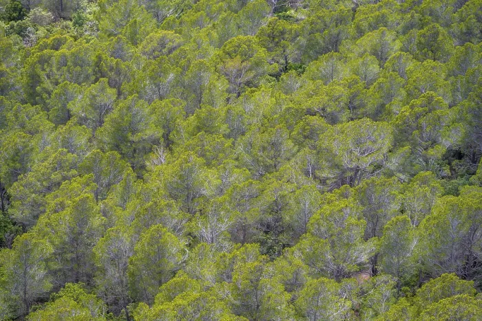 Gerahmter Druck : Kiefernwald, Mallorca, Spanien Gerahmter Druck : Kiefernwald, Mallorca, Spanien