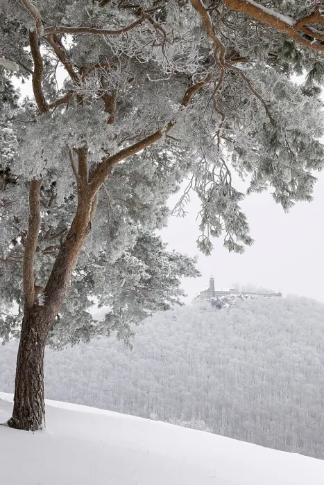 Gerahmter Druck : Tannenwald, Schloss Teck, Winter. Gerahmter Druck : Tannenwald, Schloss Teck, Winter.