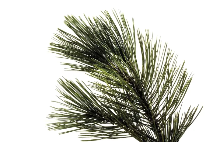 Gerahmter Druck : Pinienzweig (Pinus) Äst Gerahmter Druck : Pinienzweig (Pinus) Äst