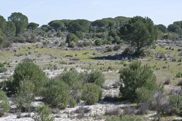 Gerahmter Druck : Tannen (Pinus pinaster) in Dünengebiet. Gerahmter Druck : Tannen (Pinus pinaster) in Dünengebiet.