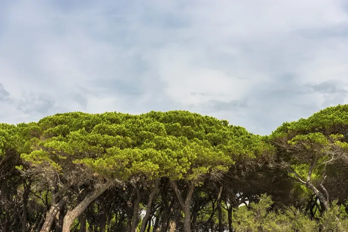 Gerahmter Druck : Tanne (Pinus pinea), Tannenwald.