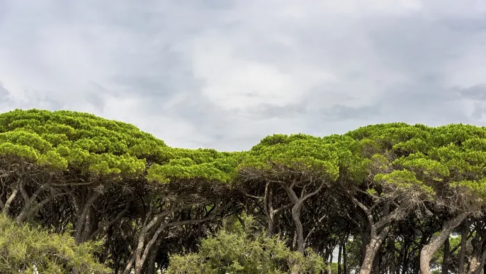 Gerahmter Druck : Tanne (Pinus pinea), Tannenwald. Gerahmter Druck : Tanne (Pinus pinea), Tannenwald.